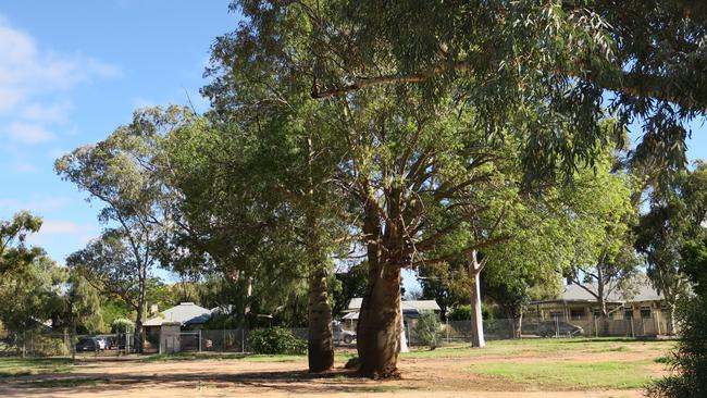 The boab trees on 94 Todd Street, Alice Springs. Picture: Gera Kazakov.