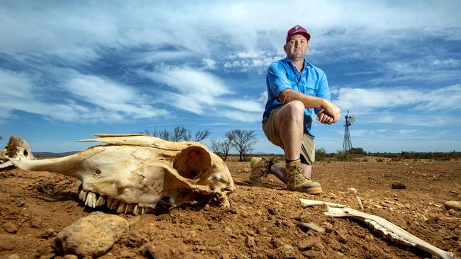 Sheep farmer Michael Burford on his last drying dam with the bones of a sheep from the last drought on his Merngenia Station north east of Peterborough during a visit to the drought effected  mid north of South Australia.Wednesday,March.,5,2025.Picture Mark Brake
