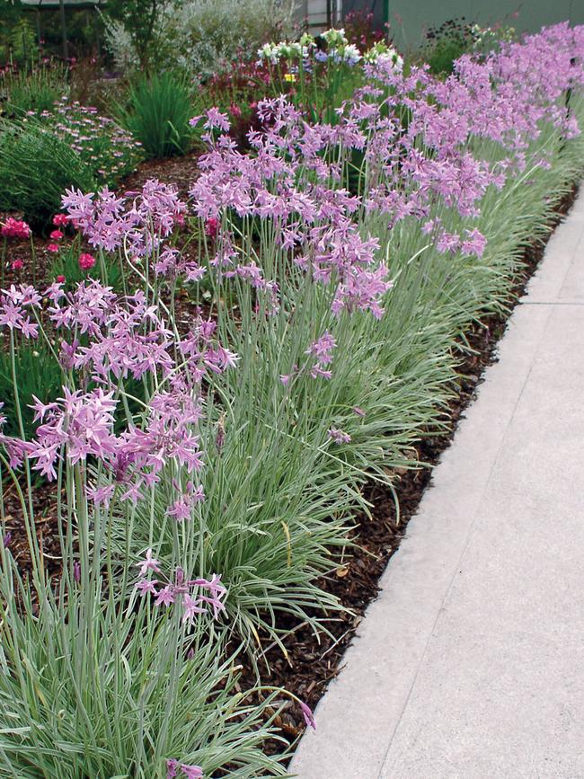 Tulbaghia ‘Silver Lace’