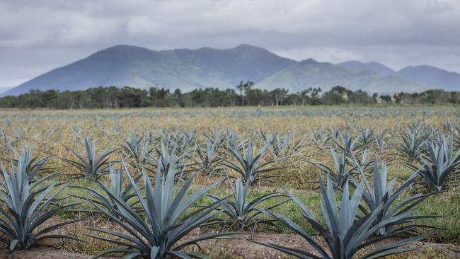 Top Shelf International says the Eden Lassie farm has the size capable of supporting a premium Australian agave spirit category and brand on an international scale. The size of the farm and production capacity will place TSI in the top 25 of the world's agave spirit/tequila producers. It has the potential to be a $100m -predominantly export - annual business. Picture: Contributed