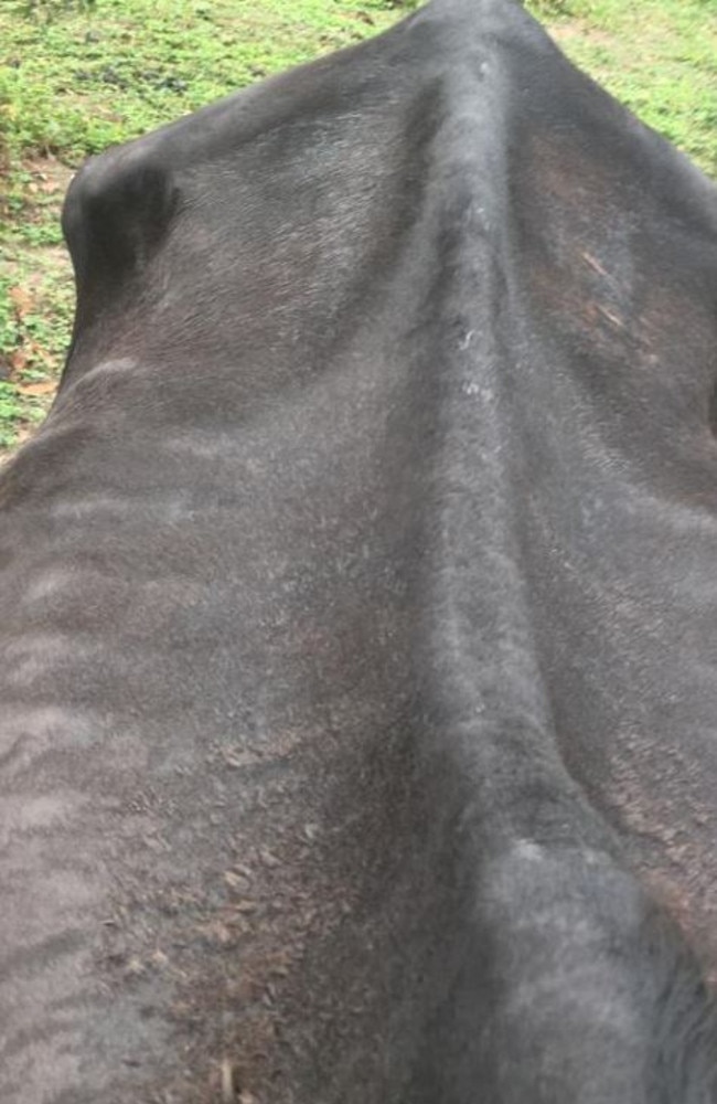 The condition of one of the horses seized from a property associated with owner of the Storybook Farm-Sacred Animal Garden in March, 2019. Picture: RSPCA Queensland.