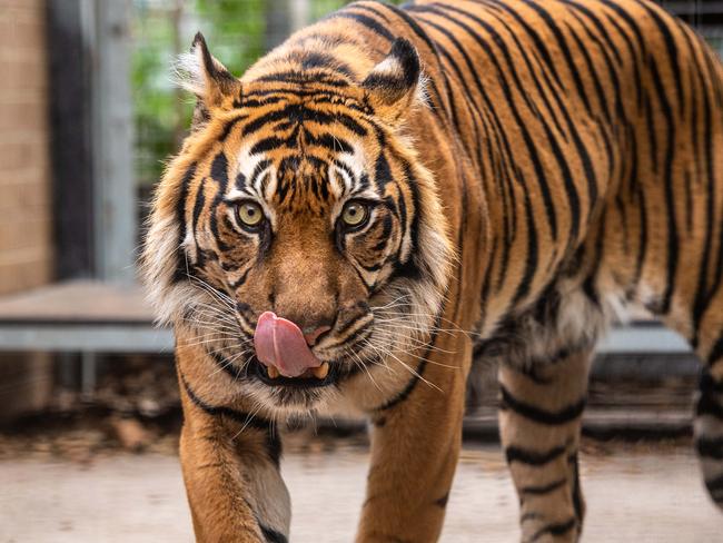 Binjai the tiger. Picture: Jason Edwards