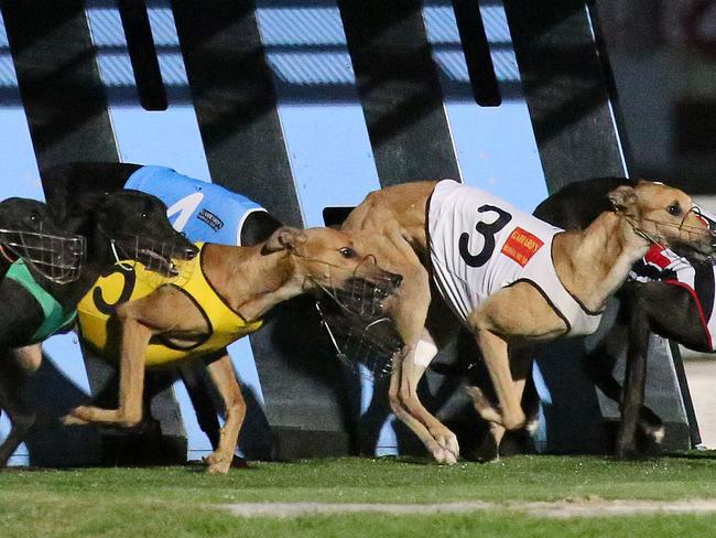 Greyhounds at Albion Park Brisbane. Marc ROBERTSON -