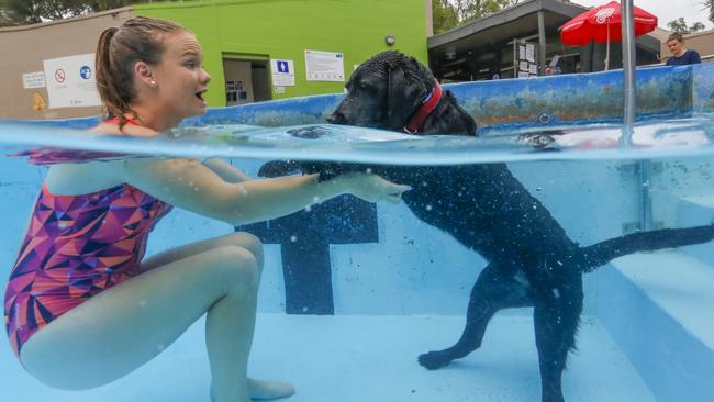 Doug holds onto owner Sophia. Picture: Alex Coppel