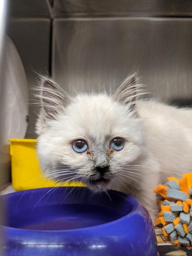 Another seized kitten. Photo: RSPCA