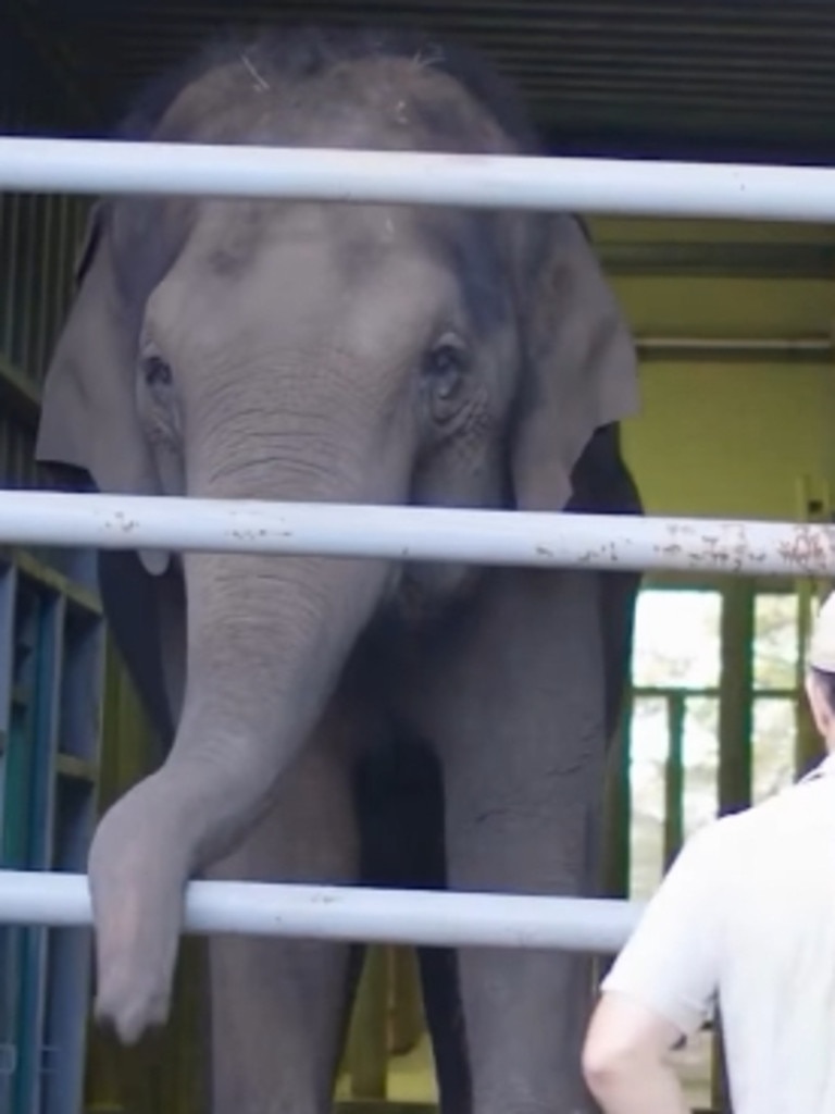 Taronga Zoo Sydney’s Asian Elephants Tang Mo and Pak Boon arrived in Monarto Safari Park in South Australia on Wednesday afternoon, according to 7NEWS Adelaide aerial images and a welcome post on Facebook. Picture: Taronga Zoo
