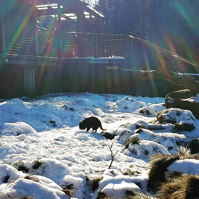 A Tasmanian devil chilling in the snow. Picture: Devils at Cradle