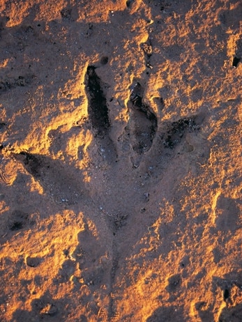 A dinosaur print on the coast near Broome, WA. Picture: Tourism WA