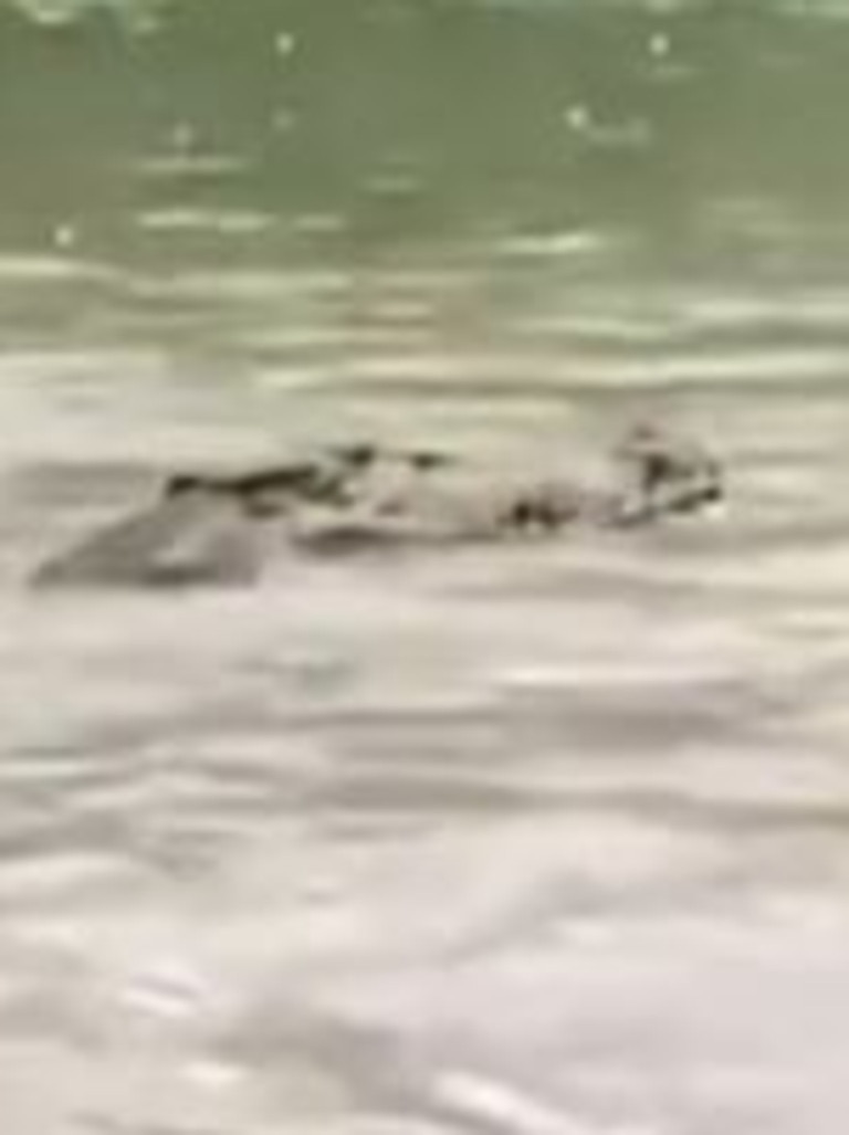 The crocodile has since been captured but there are concerns more may be lurking in the water.