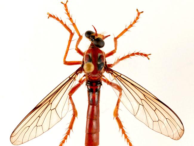 The Deadpool fly, Humorolethalis sergius. Picture: CSIRO