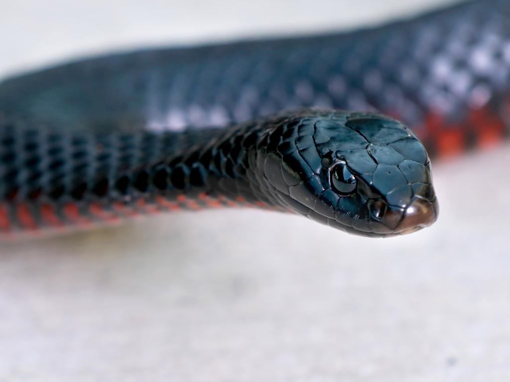 Since snake season began in September Rockhampton reported 50 bite related hospitalisations, up from 31 last year. (AAP Image / Angelo Velardo)