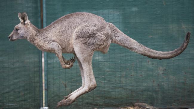 A Kangaroo who had been shot with arrows is recovering with Manfred Zabinskas in Trentham East. Picture: Rob Leeson.