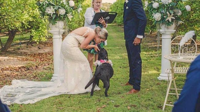 A DOG&#39;S LIFE: Amy and Tristian Wright adopted Echo and decided to make her part of their recent wedding ceremony.