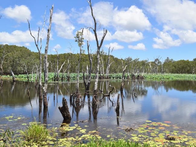 The man-made wetlands at the Bredl Wildlife Park at Bloomsbury. Picture: Heidi Petith