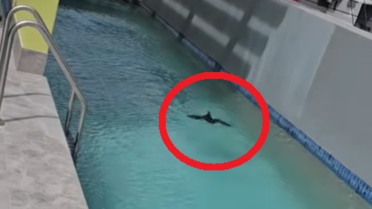 Surprise find in Aussie resort pool