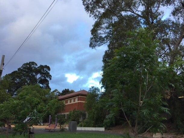 The soaring trees under threat at Newmarket station.