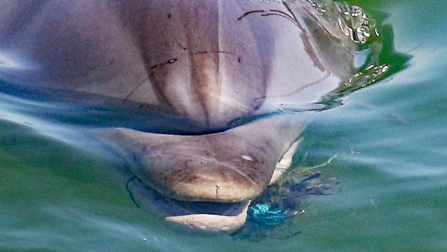 Port River dolphin Star has been found dead after becoming entangled in fishing line. Picture: Marianna Boorman