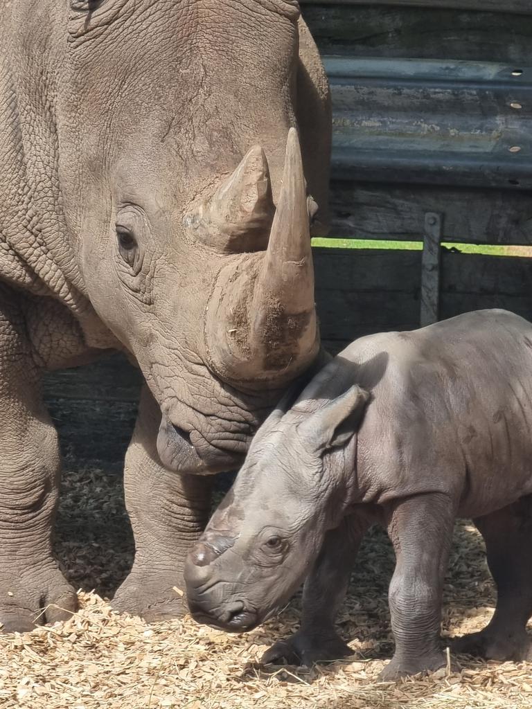 Against all odds, the precious newborn, weighing in at 60kg, was born in the early hours of August 18 to 15-year-old father Kifaru and 11-year-old mother Kipenzi following a 16-month pregnancy. The calf’s birth was a major milestone for Werribee Open Range Zoo. Picture: supplied/Zoos Victoria