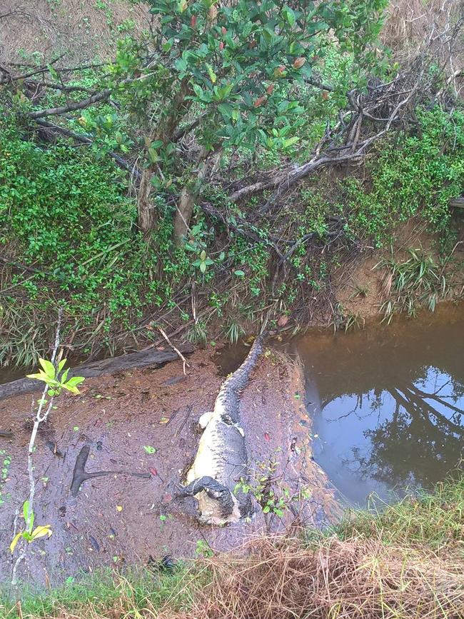 Headless crocodile found in a creek near Garradunga, north of Innisfail