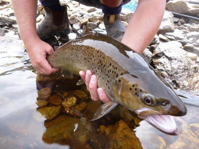 A hefty brown trout taken from the West Coast.