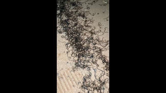 Thousands of mystery sea worms wash up on tourist beach | NT News