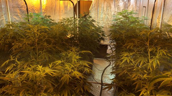 Cannabis plants inside an industrial premises at Brookvale