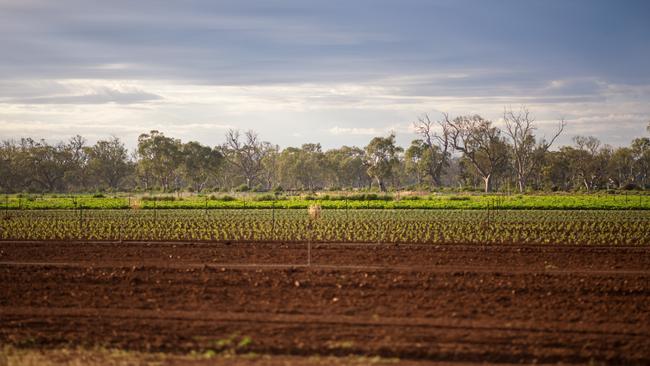 The Musolinos plant broccoli, cauliflower, lettuce, and cabbage.