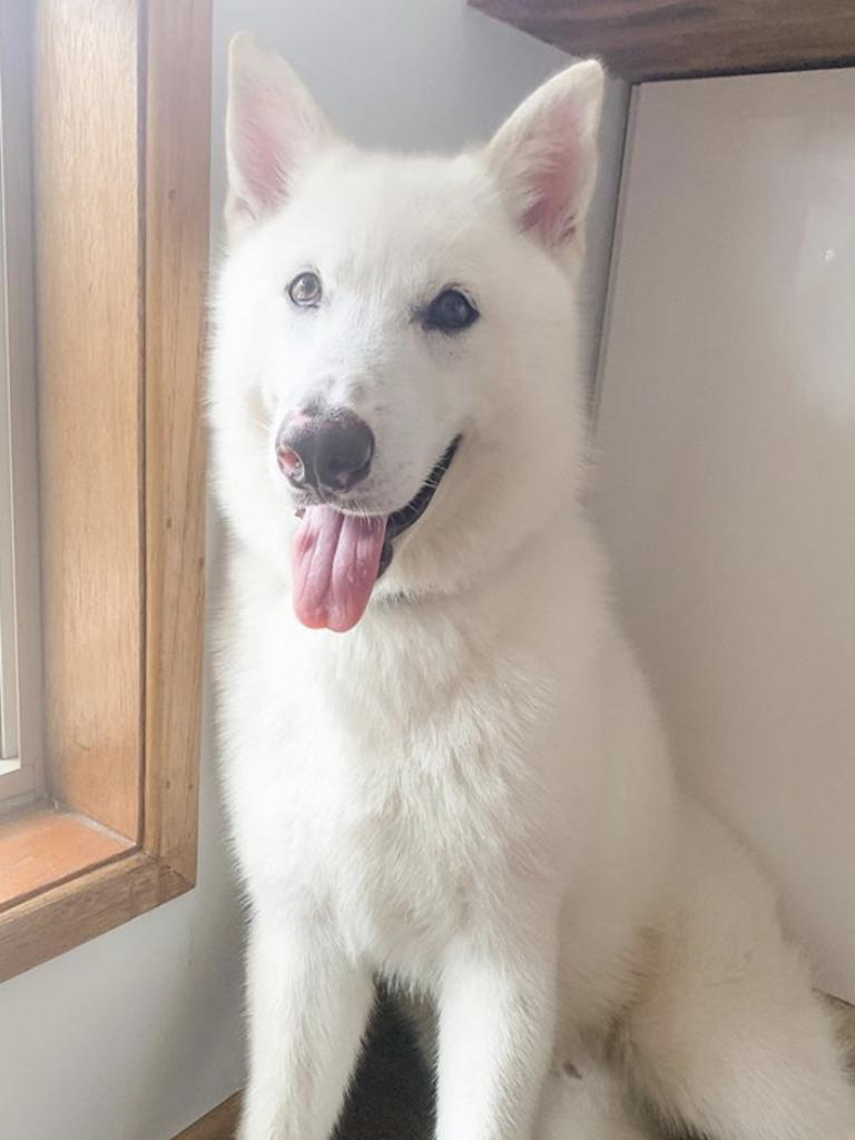 Apollo always posing for the camera Picture: Carly Bowden (Rescue Me Canine Training)