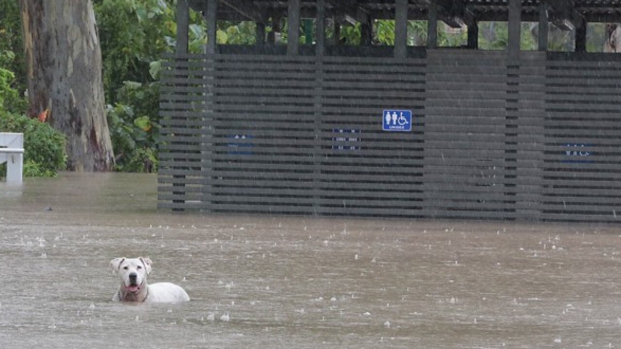 Kevin Ross waded into flood water to rescue a dog in Maryborough. Picture: Robyne Cuerel