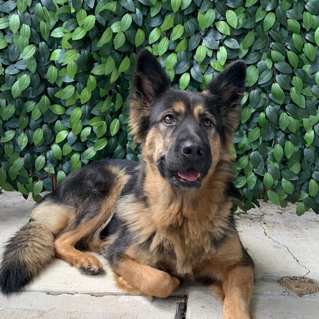 Mishka celebrating the baby shower for her future best friend. Picture: Amy Morrison