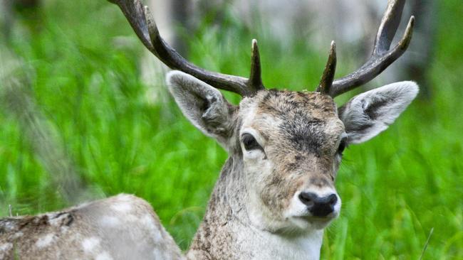 The population of feral deers is exploding across Victoria.