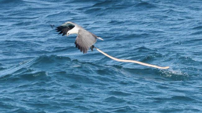 White-bellied sea eagle captures a huge sea snake. Picture: Sunshine Coast photographer Glen Vidler.