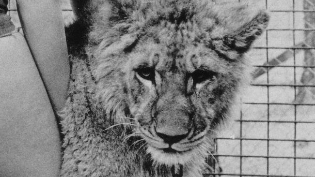 Lion cub 'Tim' at the African Lion Safari in Warragamba.