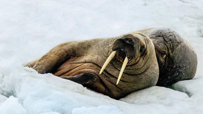 A walrus on the ice.