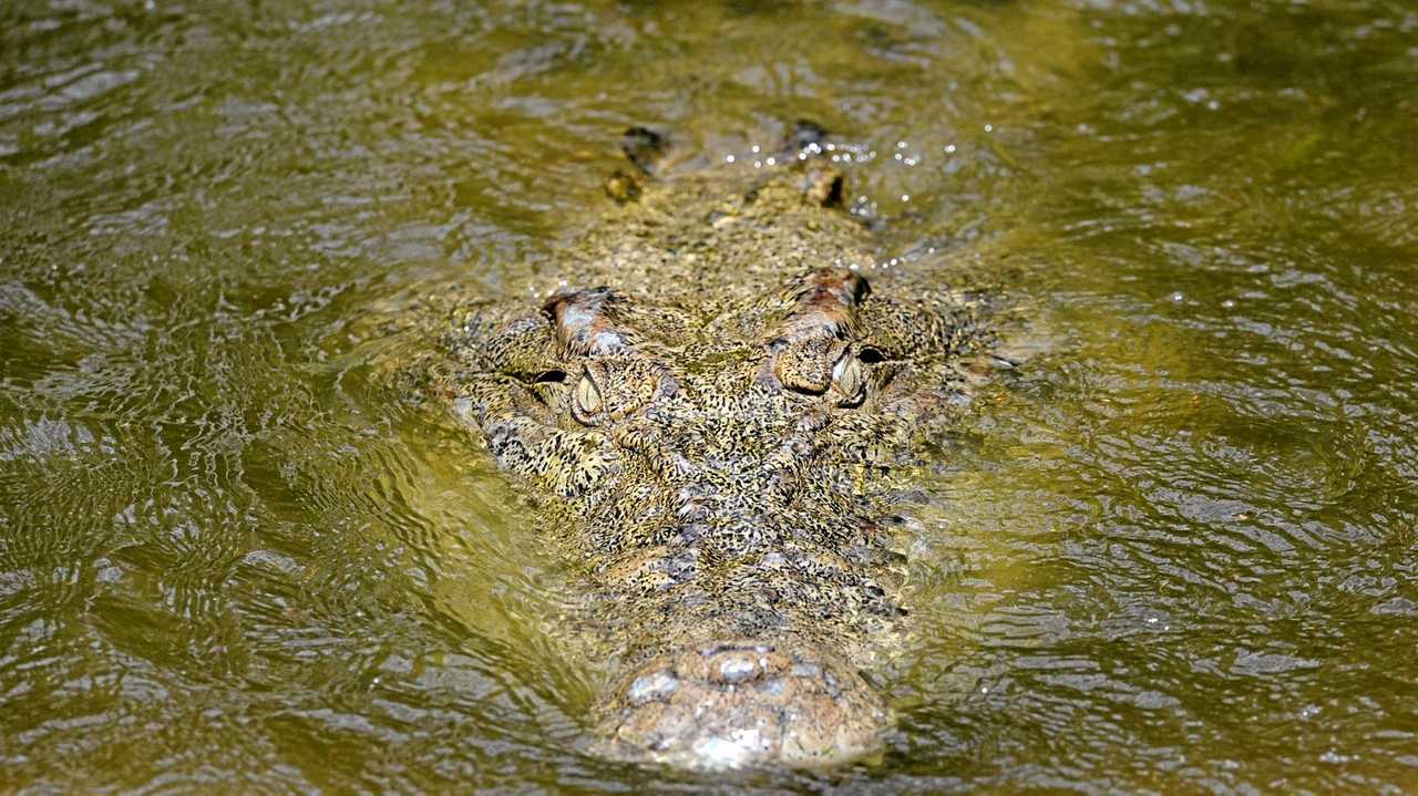 LOCAL ATTRACTION: Macca at Snakes Down Under.Photo: Mike Knott / NewsMail. Picture: Mike Knott BUN150316MACCA12