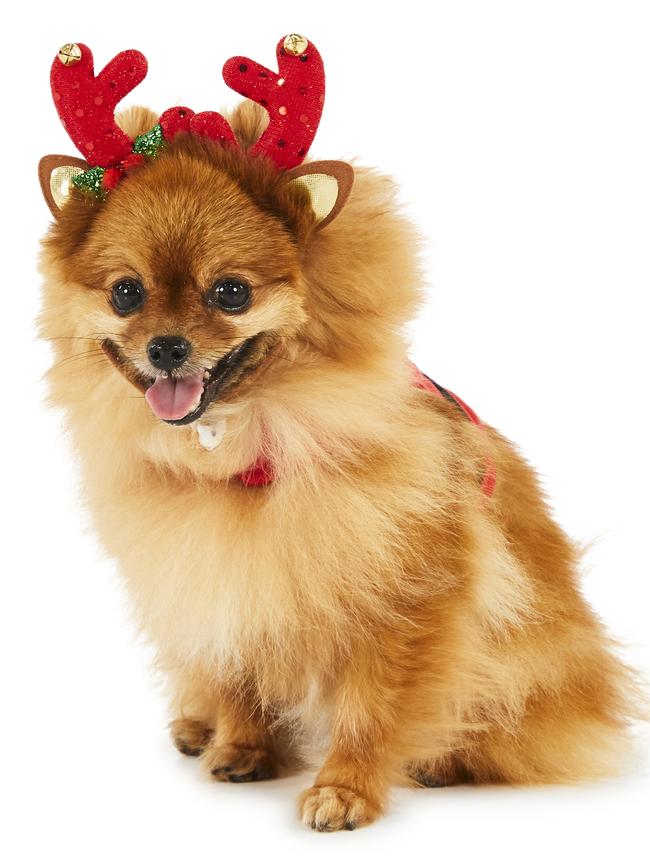 <a href="http://www.petbarn.com.au/holiday-tails-sparkle-antler-dog-headpiece-red" target="_blank">Holiday Tails Headpiece.</a>