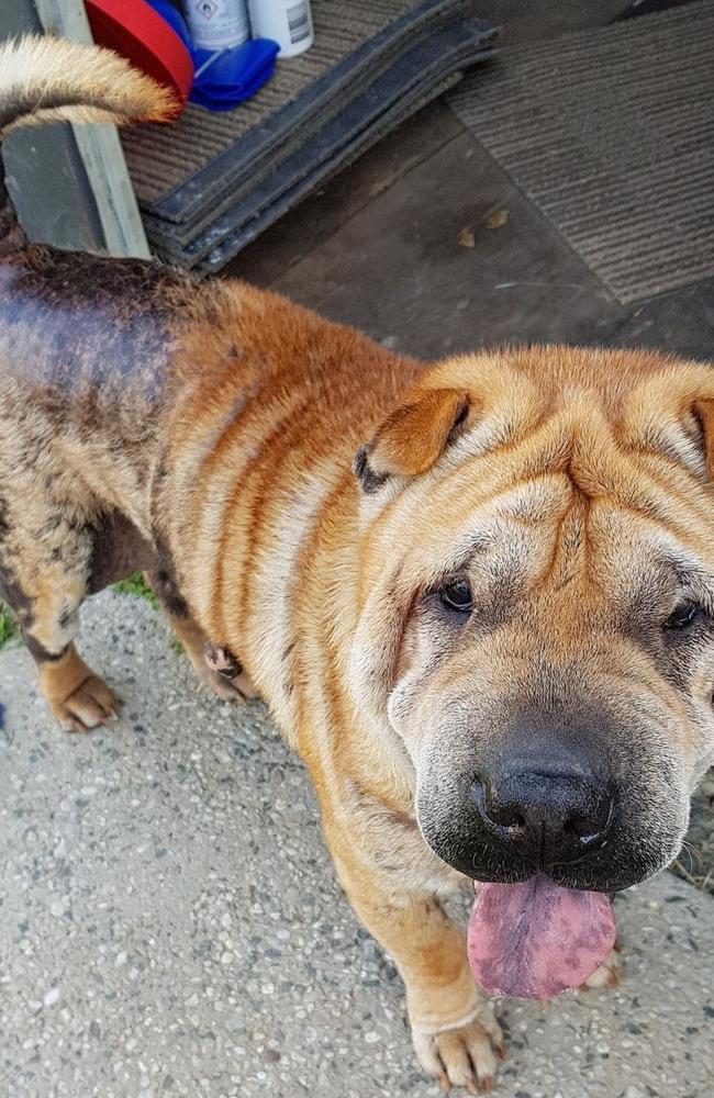 Butch the Shar Pei has skin irritation all over his body. Pic: Supplied