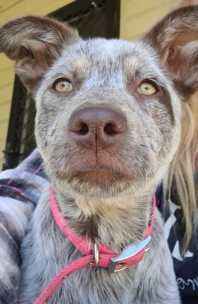 Arnotts: Cathy Spary's 1 and a half year old Tri Merl Kelpie