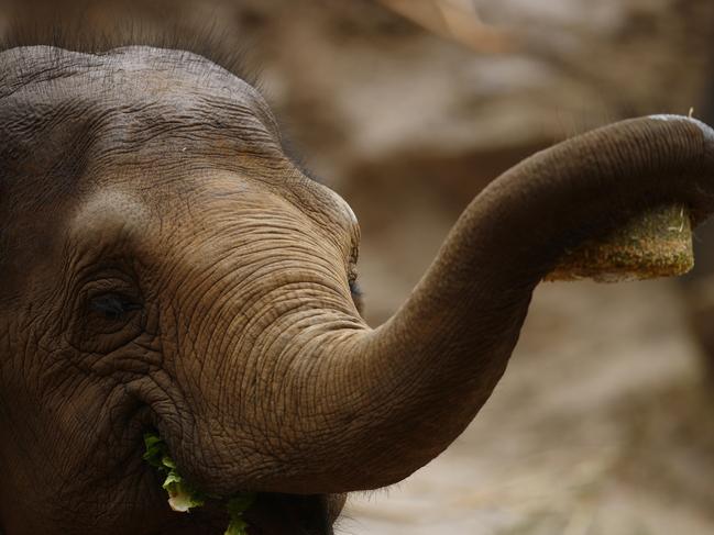 MELBOURNE, AUSTRALIA - NewsWire Photos - NOVEMBER 13, 2021: Mali the Elephant is seen at Melbourne Zoo, in Melbourne. Picture: NCA NewsWire/Daniel Pockett