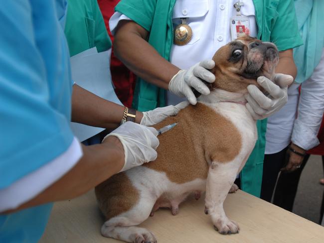 A pet dog is given a rabies vaccine in the residential area in East Jakarta. Picture: Dasril Roszandi/NurPhoto via Getty Images