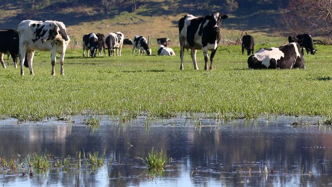 Chris Nixon is a dairy farmer in Bete Bolong. They've had 527mm of rain this year, as a result paddocks are saturated to the point of flooding PICTURE: ANDY ROGERS