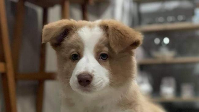 The cutest puppy winner, Lollie Pup, was described by her family as a 'playful' and 'cuddly' girl.