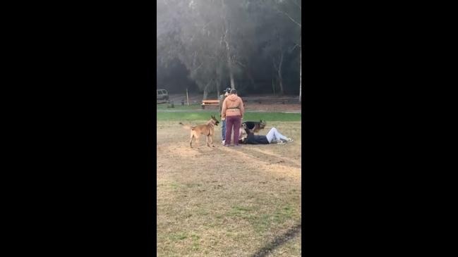 Woman punched in the face after dispute over dog attack | news.com.au ...