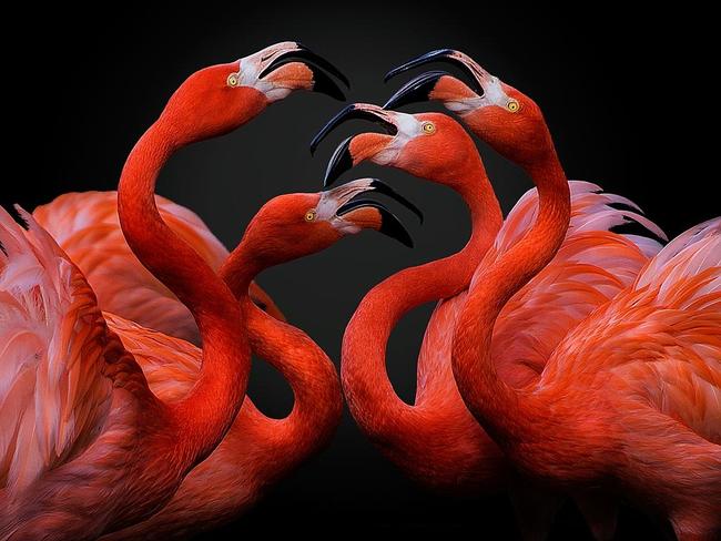 © Pedro Jarque Krebs, Peru, Entry, Open, Nature & Wildlife, 2016 Sony World Photography Awards. “ A group of red flamingos arguing. Their noisy encounter accompanies their red bodies as they were ballet dancers with tutus.”