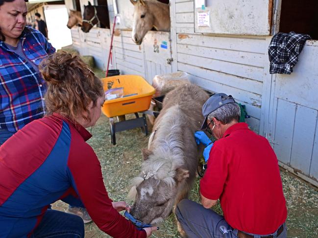 A veterinarian checks a sick miniature horse after it was evacuated from the Eaton fire to the Los Angeles Equestrian Centre. Picture: Agustin Paullier/AFP