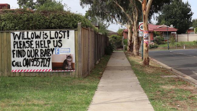 Cat owner Julianne Beck has erected a billboard in the local neighbourhood to find their pet Willow.