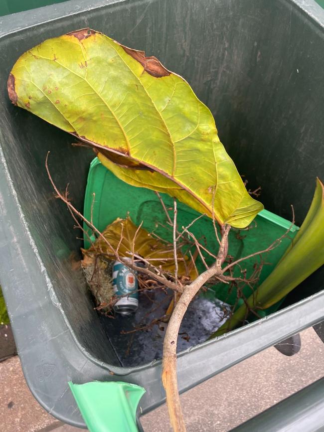 The FOGO bins were introduced to Sydney’s Inner West council area in October 2023. Picture: Supplied