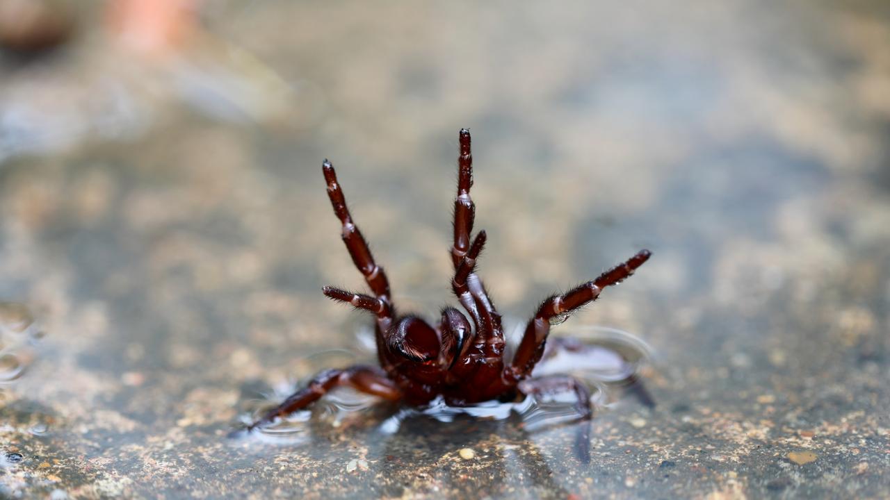 After torrential rain and widespread flooding has devastated eastern New South Wales for the past few weeks, the Australian Reptile Park is issuing a warning to the public regarding funnel web spiders