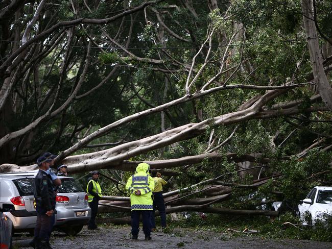 A fallen tree in Napier Street, Paddington / Picture: Tim Hunter.