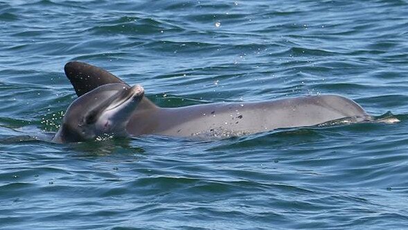 Oriana and her calf CK, who died in March. Picture: Sharon Sharp